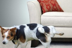 Bagaimana dan bagaimana membuang bau air kencing anjing dengan cepat, berkesan dan mudah dari pelapis sofa?