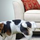 Bagaimana dan dengan apa untuk menghilangkan bau air kencing anjing dengan cepat, berkesan dan mudah dari pelapis sofa?